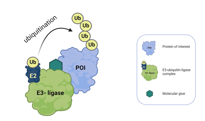 Diagram showing molecular glue facilitating ubiquitination between E3 ligase and protein of interest.