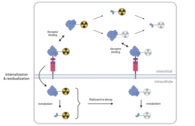 QSP model diagram of tumor uptake of targeted radiotherapy