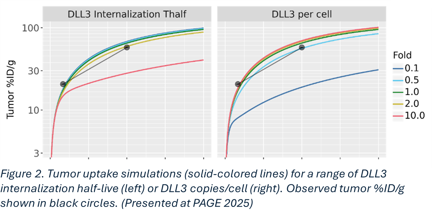 Tumor uptake simulations (solid-colored lines) for a range of DLL3 internalization half-life (Left) or DLL3 copies/cell (right). Observed tumor %ID/g shown in black circles. (Presented at PAGE 2025)